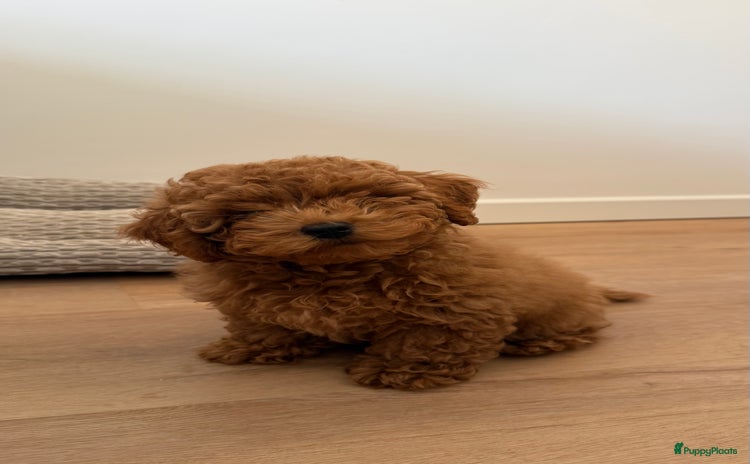 Poedel Toy honden - Advertentie 11