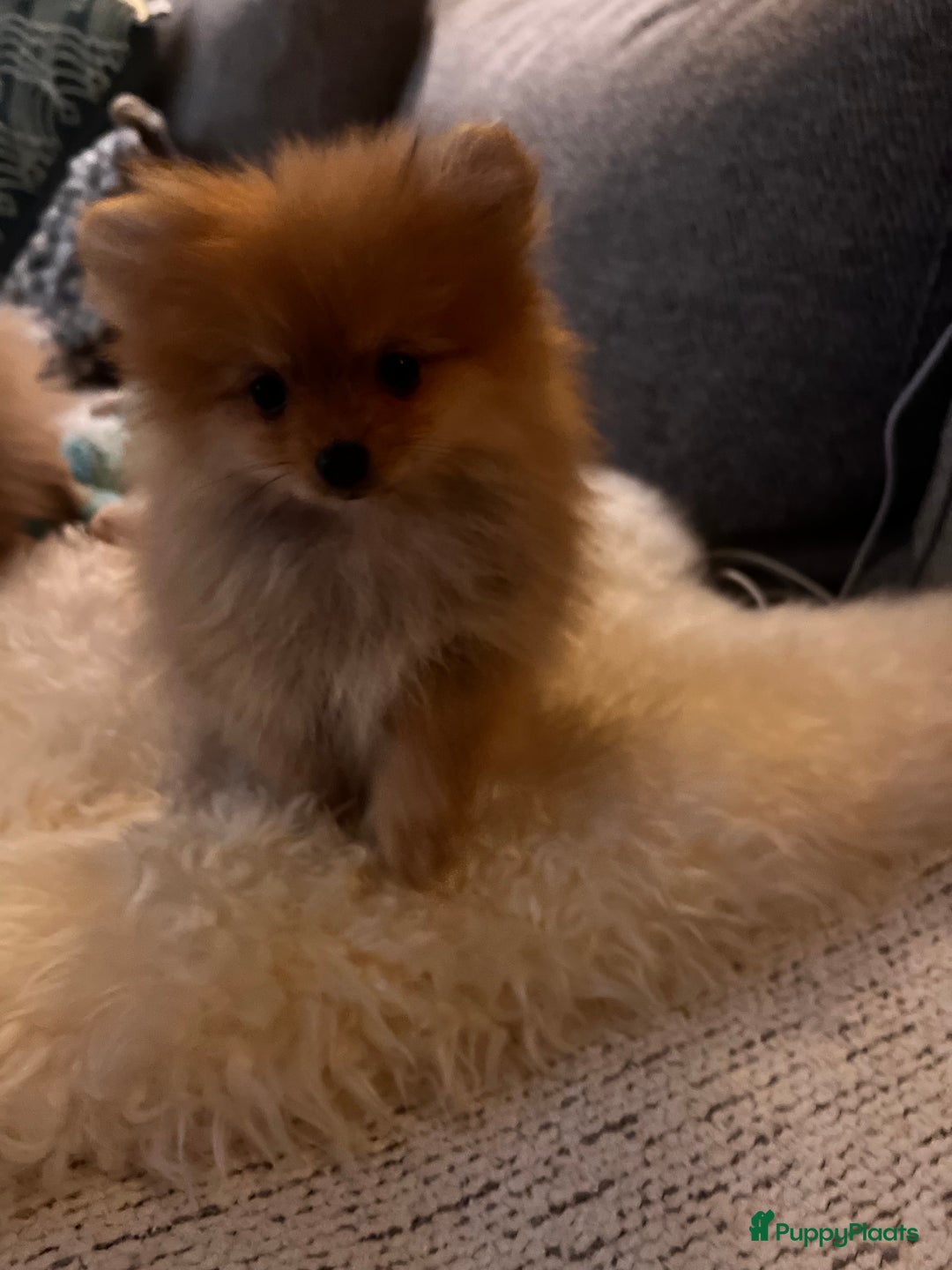 Pomeriaan honden te koop: Beautiful Healthy Bearface  Pomeranian Puppy - Advertentie 6