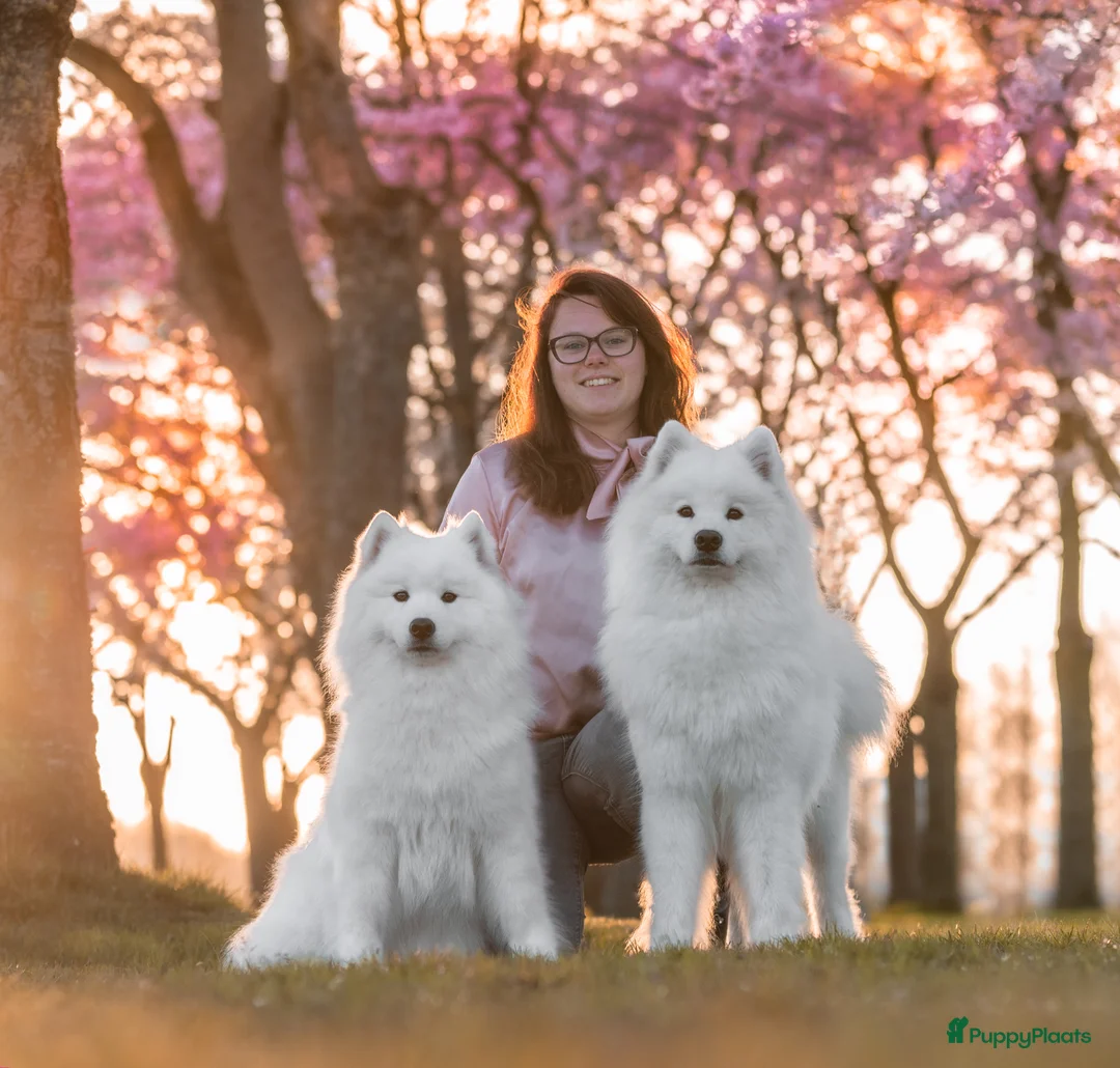 Galerij afbeelding {{count}}