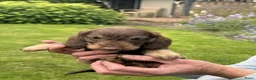 Ruwhaar Teckel honden te koop: zeer mooie pups beschikbaar voor goed huis. - Advertentie 3