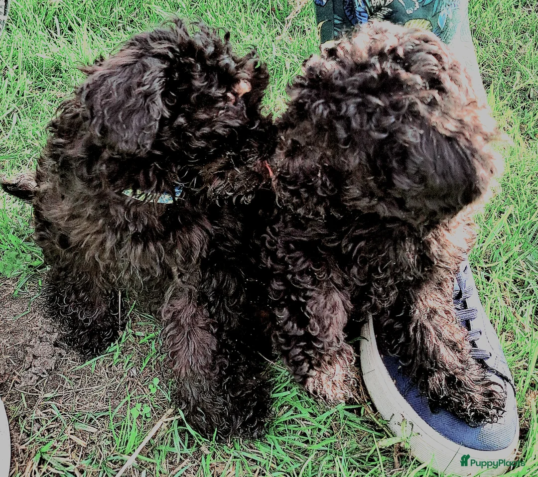 Poedel Toy honden te koop: Zilver reutje toy poedel - Advertentie 2