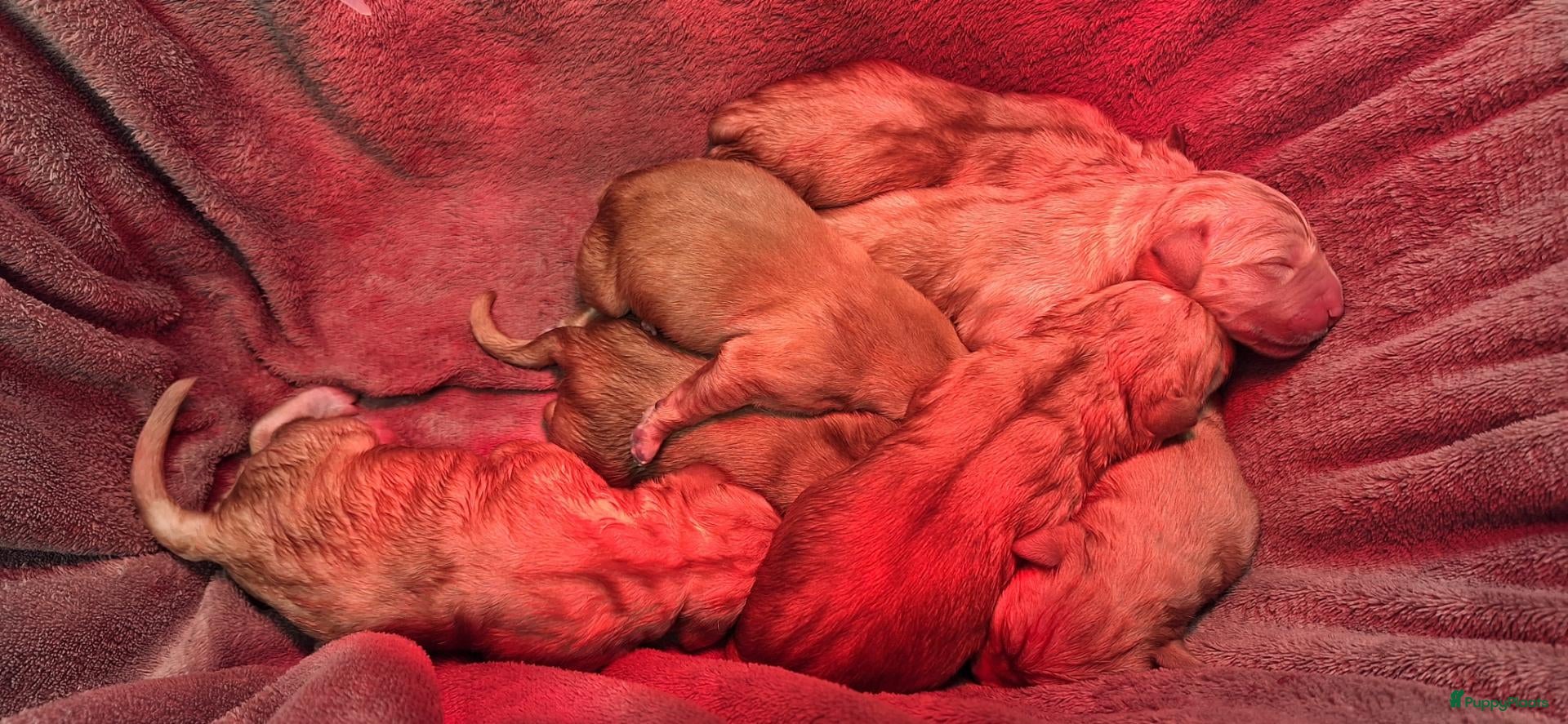 Goldador honden Goldenretriever x labrador pups  - Advertentie 2