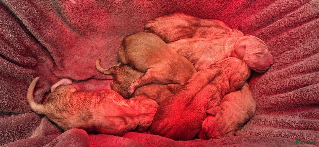 Goldador honden te koop: Goldenretriever x labrador pups  - Advertentie 2