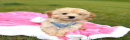 Maltipoo honden te koop: Mini maltipoo pups thuis geboren en grootgebracht - Advertentie 12