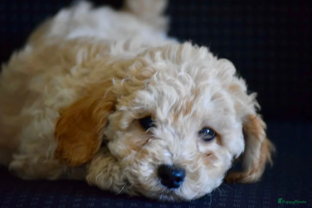 Maltipoo honden te koop: Mooie kleinblijvende MALTIPOO PUPS Met garantie  - Advertentie 5