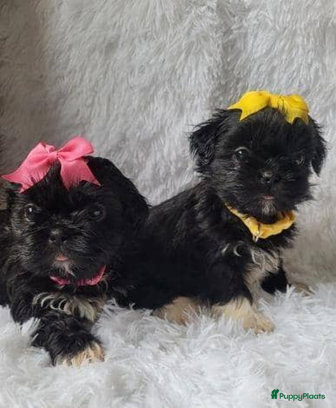 Shih Tzu honden te koop: Imperial Shih Tzu pups te koop - Advertentie 15