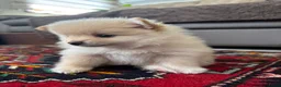 Pomeriaan honden te koop: Pomeriaan puppy’s 🐶 - Advertentie 10
