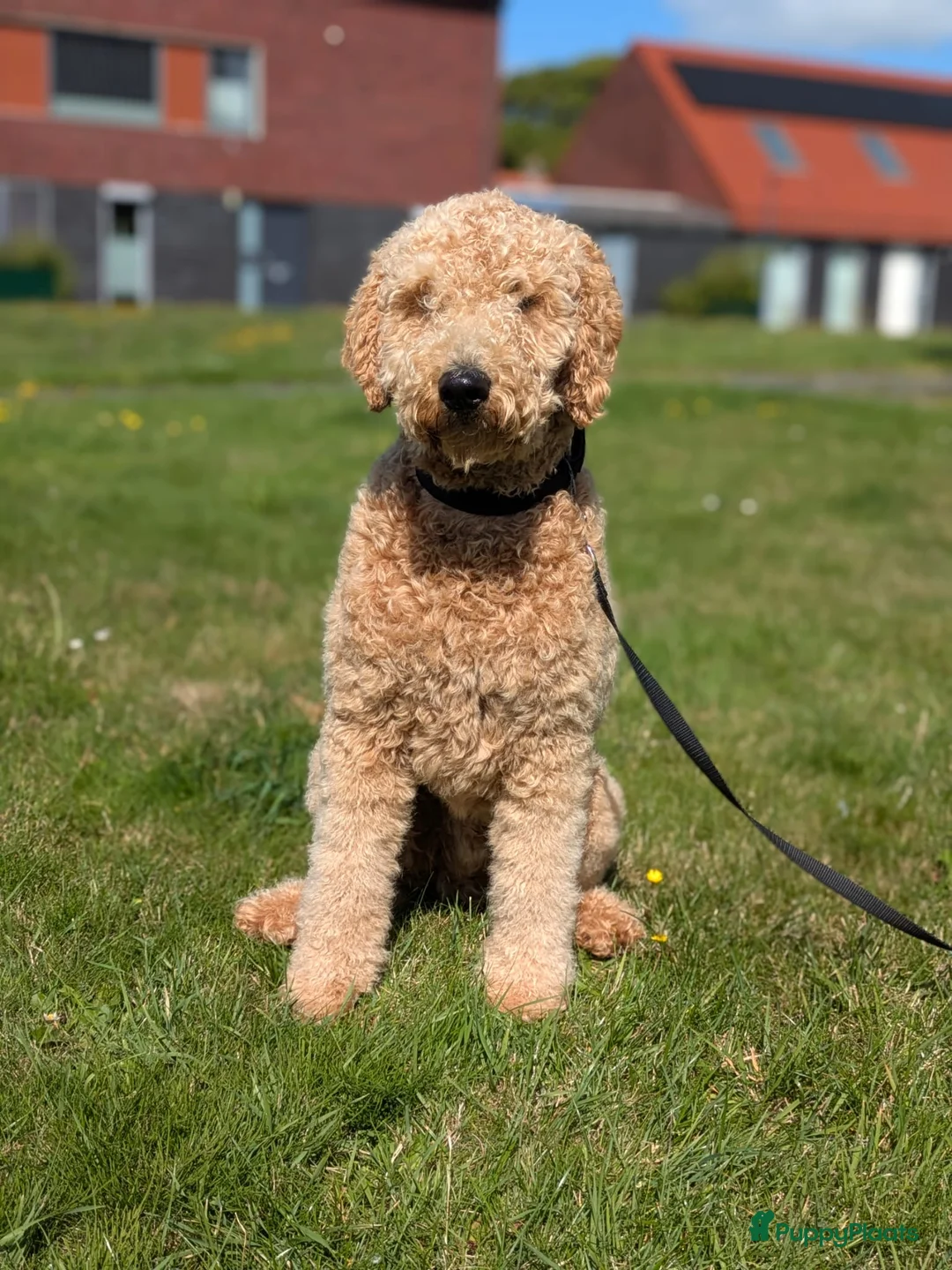 Labradoodle honden ter dekking: Labradoodle dekreu - Advertentie 3