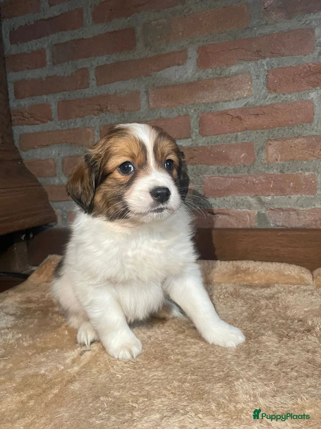 Kooikerhondje honden te koop: Kooikerhondje puppys - Advertentie 6
