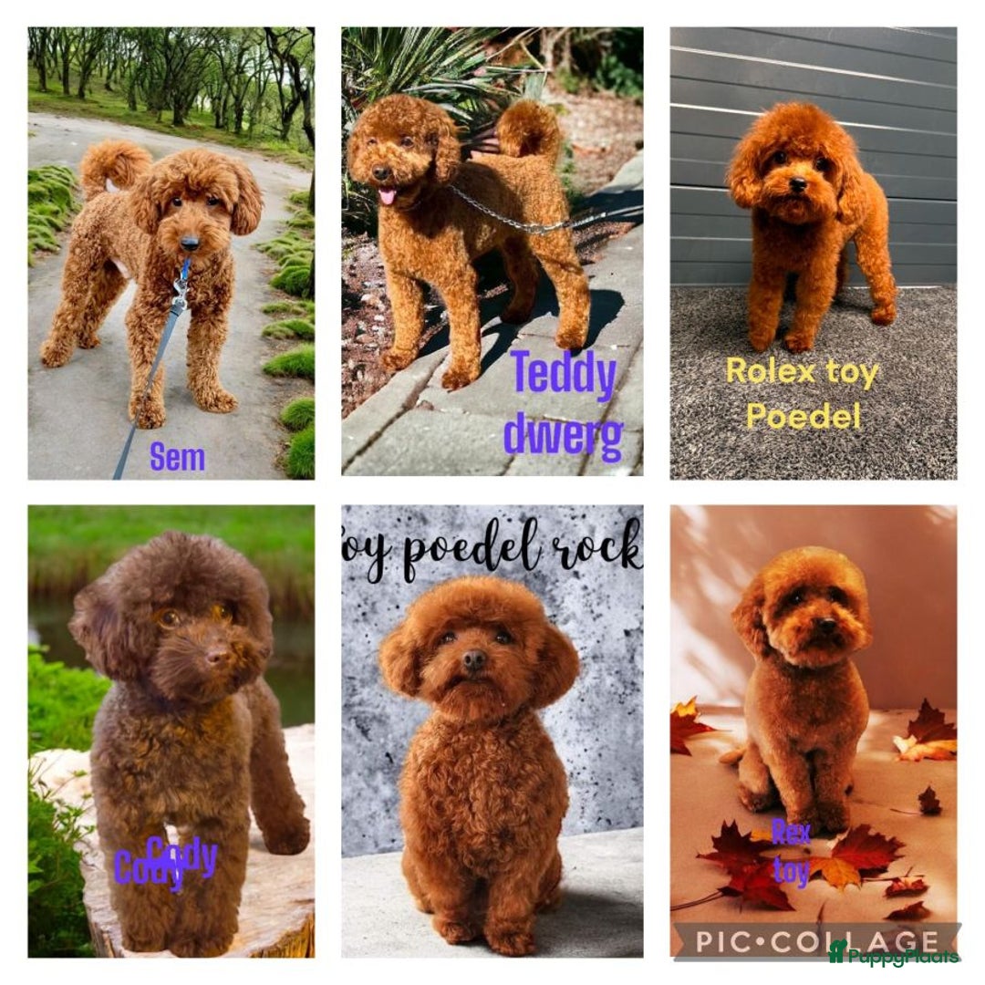Poedel Toy honden ter dekking:  toy/dwerg poedel dekreutjes met fci stamboom - Afbeelding 2
