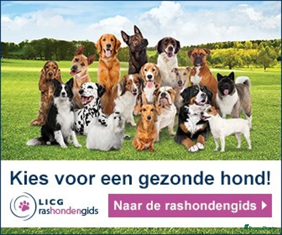 Engelse Cocker Spaniel honden te koop: Engelse Cockerspaniel pups met Stamboom. - Advertentie 25