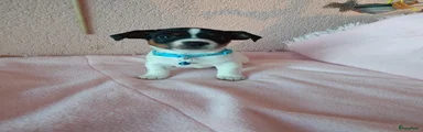 Jack Russel Terriër Puppy 3