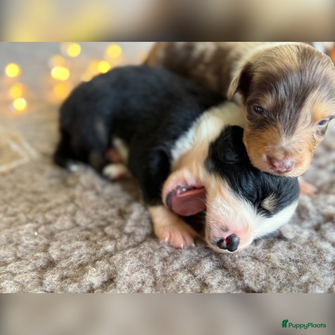 Australian Shepherd honden te koop: Prachtig nestje raszuivere Australian Shepherds - Advertentie 22