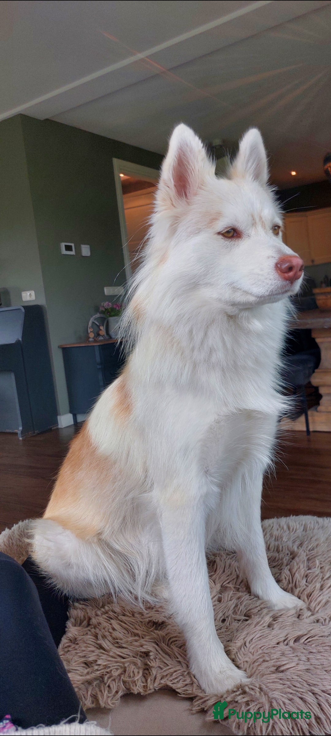 Pomsky honden te koop: Prachtige pomsky pups! - Advertentie 13