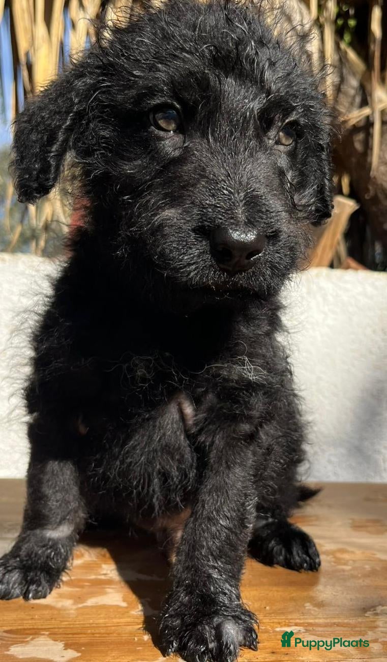 Kruising honden gustaf  wat een leuk hondje echt een schatje  - Advertentie 4