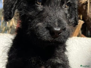 Kruising honden gustaf wat een leuk hondje echt een schatje - Advertentie 3