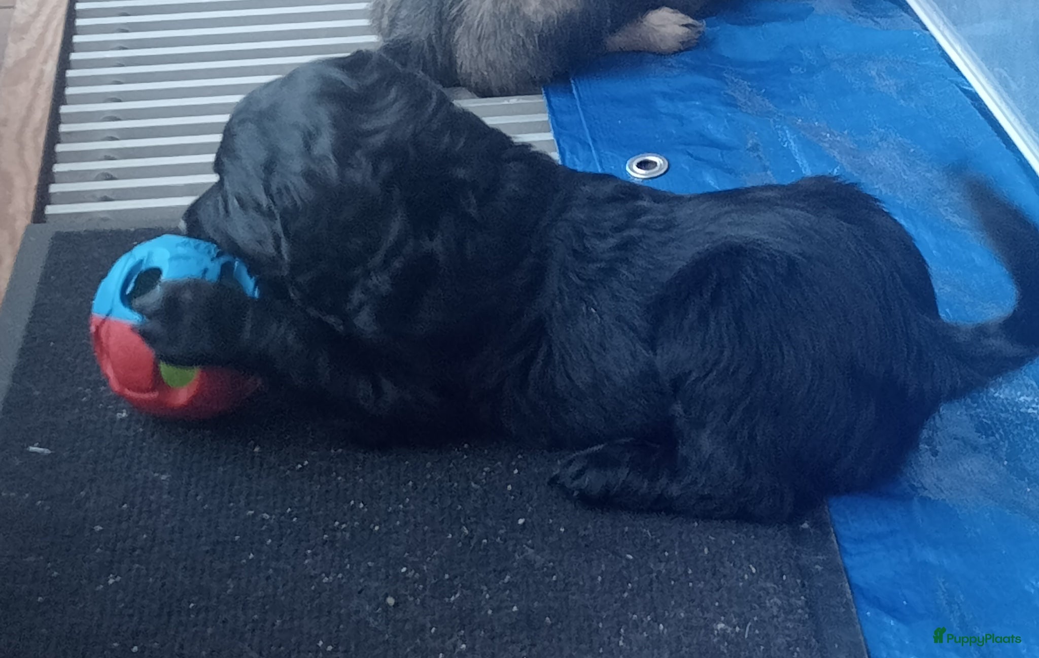 Labradoodle honden te koop: Labradoodle puppies  - Advertentie 22