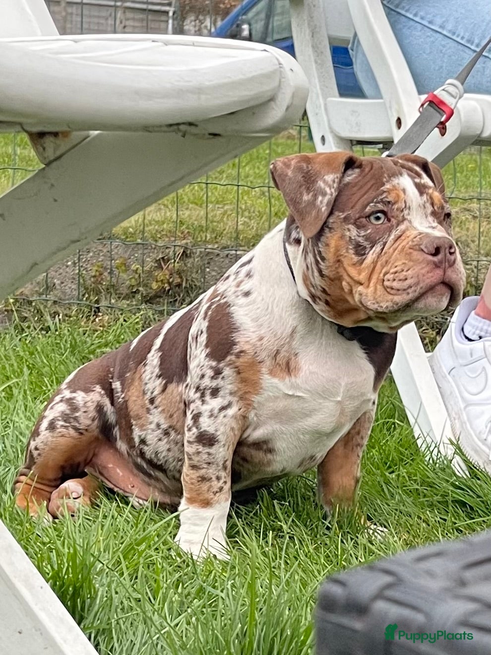 Amerikaanse Bully honden American Bully Dekreu  - Advertentie 1