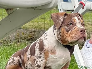 Amerikaanse Bully honden American Bully Dekreu - Advertentie 1