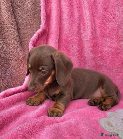 Dwergteckel honden Kortharige dwergteckel pups - Advertentie 16