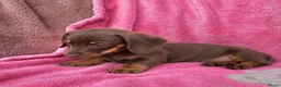 Dwergteckel honden te koop: Kortharige dwergteckel pups - Advertentie 1