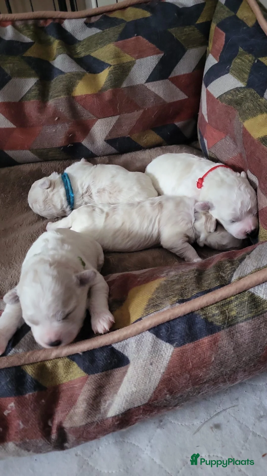 Bichon Frisé honden te koop: Koningshond: Bichon Frisé - Advertentie 9