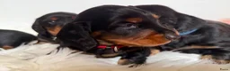 Teckel (langhaar) honden te koop: Teckel standaard langhaar met stamboom - Advertentie 9