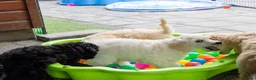 Labradoodle honden te koop: Poedel outcross pups | DNA-geteste ouderdieren - Advertentie 9