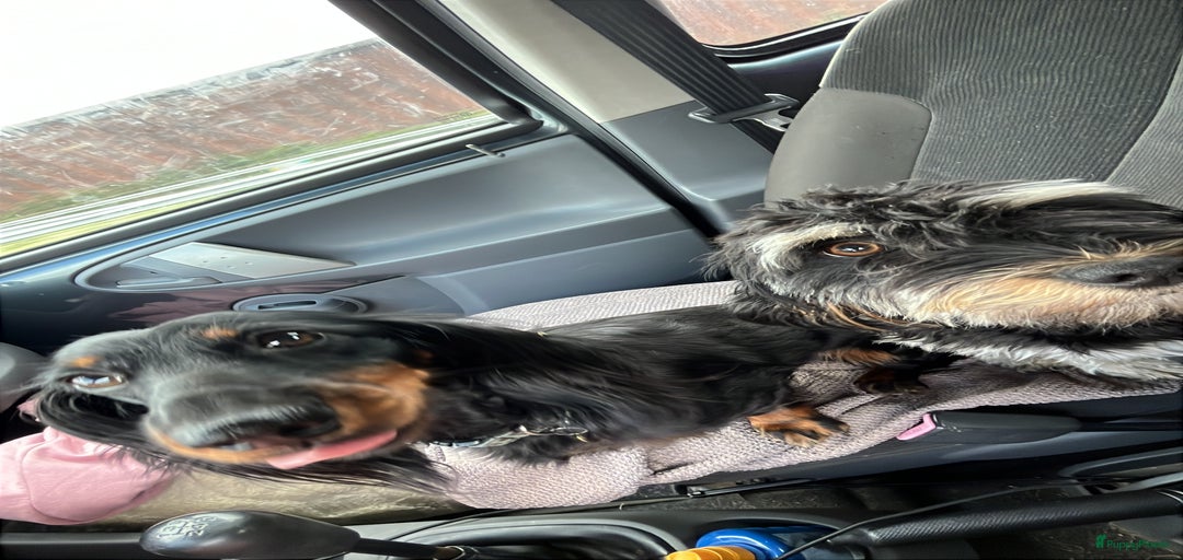 Galerij afbeelding {{count}}