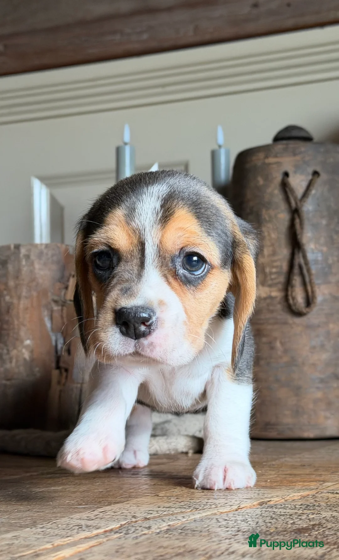 Beagle honden te koop: Beagle pups met FCI uitgebreid getest!! - Advertentie 15