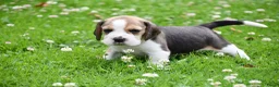Beagle honden te koop: Prachtige Beagle pups  - Advertentie 8