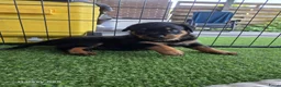 Rottweiler honden te koop: 8 Rottweiler pups. - Advertentie 12