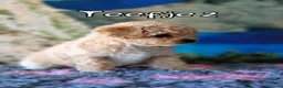 Kruising honden te koop: Bischpoo/Poochon pups te koop  - Advertentie 9