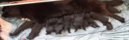 Kruising honden te koop: Pup Newfoundlander x Leonberger reutje - Advertentie 15