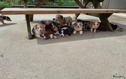 Australian Shepherd honden te koop: Raszuivere Australian Shepherd op de boerderij - Afbeelding 10