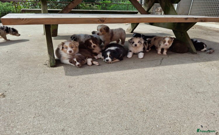 Australian Shepherd honden - Advertentie 15