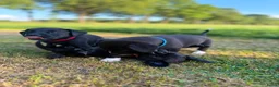 Kruising honden te koop: Mooie en lieve kruising gezinshonden (pups) in Weerselo - Advertentie 12