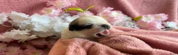 Mopshond honden te koop:  Onze prachtige Mopspuppy’s zijn geboren! 🐾 - Advertentie 5