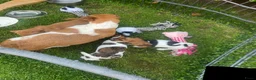 Jack Russel Terriër honden te koop: Nog 2 mooie Jack Russel Pups - Advertentie 10
