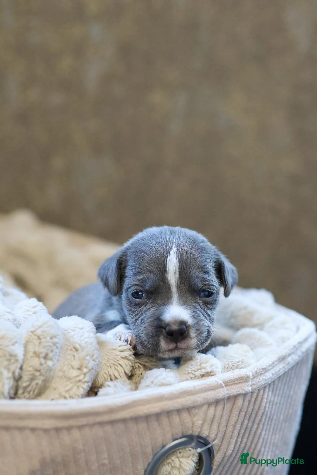Amerikaanse Bully honden te koop: 🐾AMERICAN BULLY XL PUPPIES🐾 - Advertentie 19