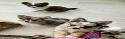 Pomchi honden te koop: Schattige pomchi reutjes zoeken fijn huisje - Advertentie 4