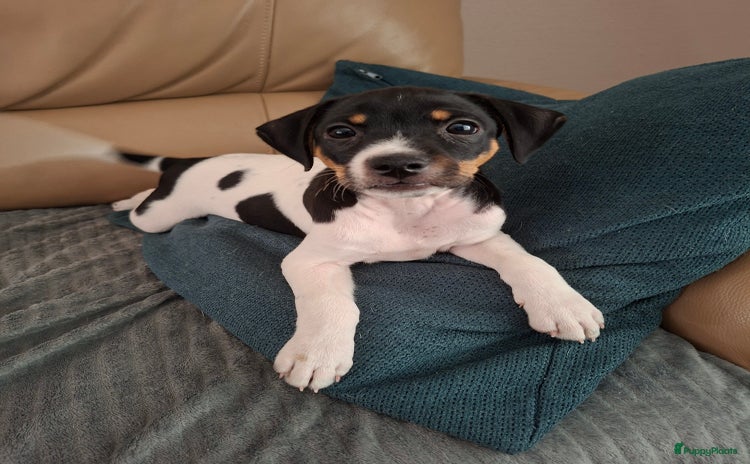 Foxhound honden - Advertentie 13