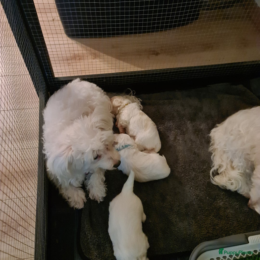 Maltezer honden te koop: Te koop nog 1 reutje - Advertentie 6