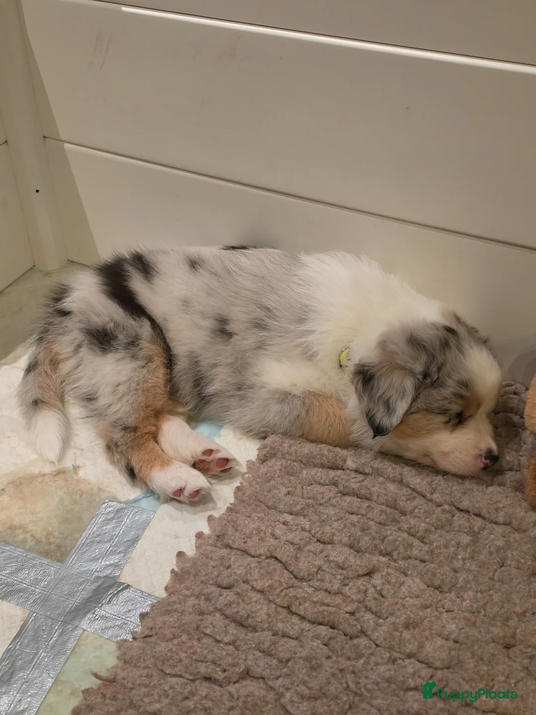 Australian Shepherd honden te koop: Aussie teefje met stamboom - Advertentie 2