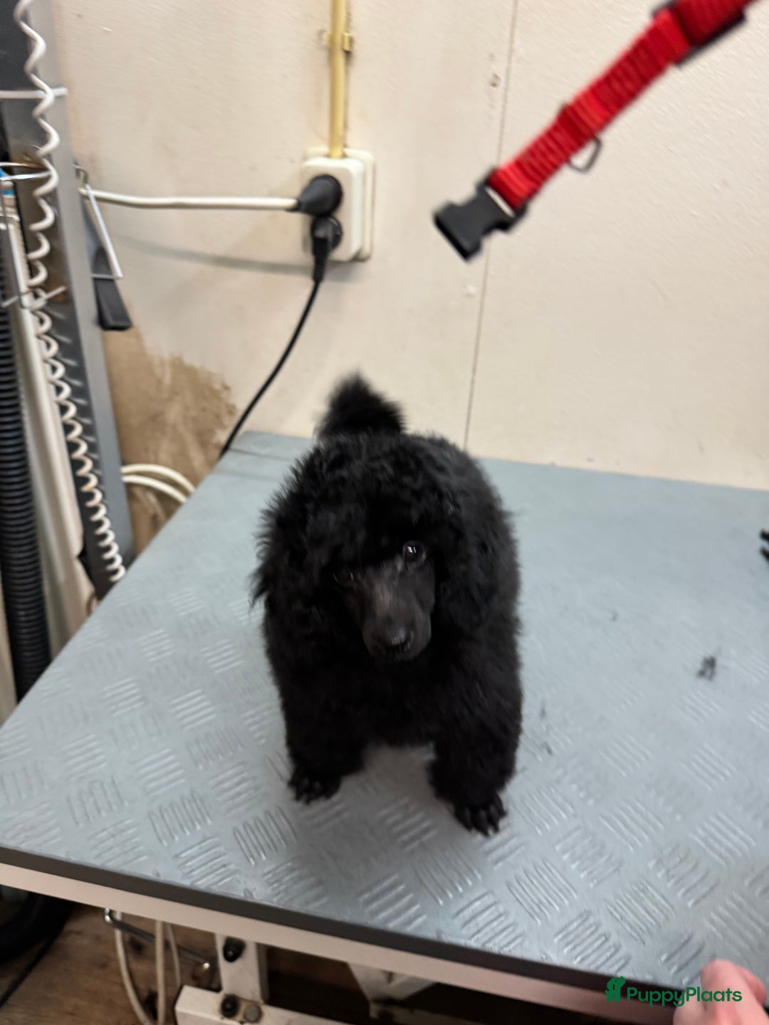 Dwergpoedel honden te koop: Dwerg poedel pup met stamboom (fci) - Advertentie 4