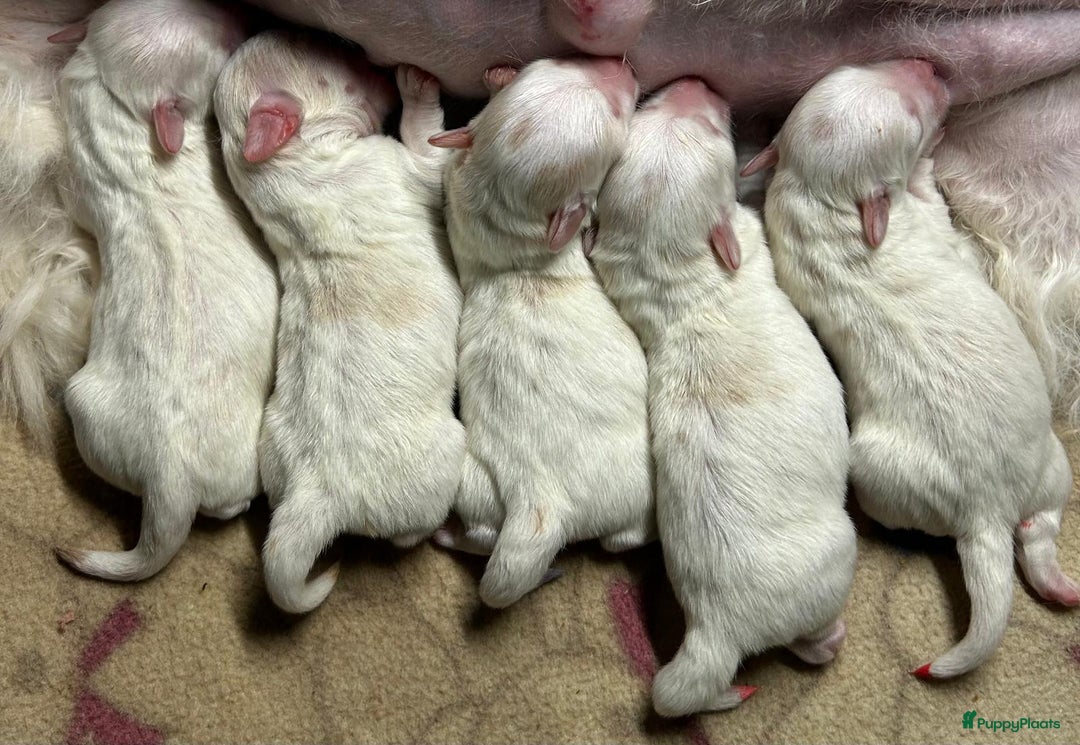 Coton De Tuléar honden te koop: Coton de Tulear pups  - Advertentie 3