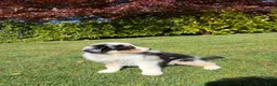 Kruising honden te koop: Australian Shepherd x Border Collie pups - Advertentie 34