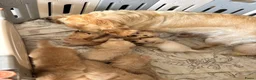 Goldendoodle honden te koop: PRACHTIGE GOLDENDOODLE PUPS!  - Advertentie 12