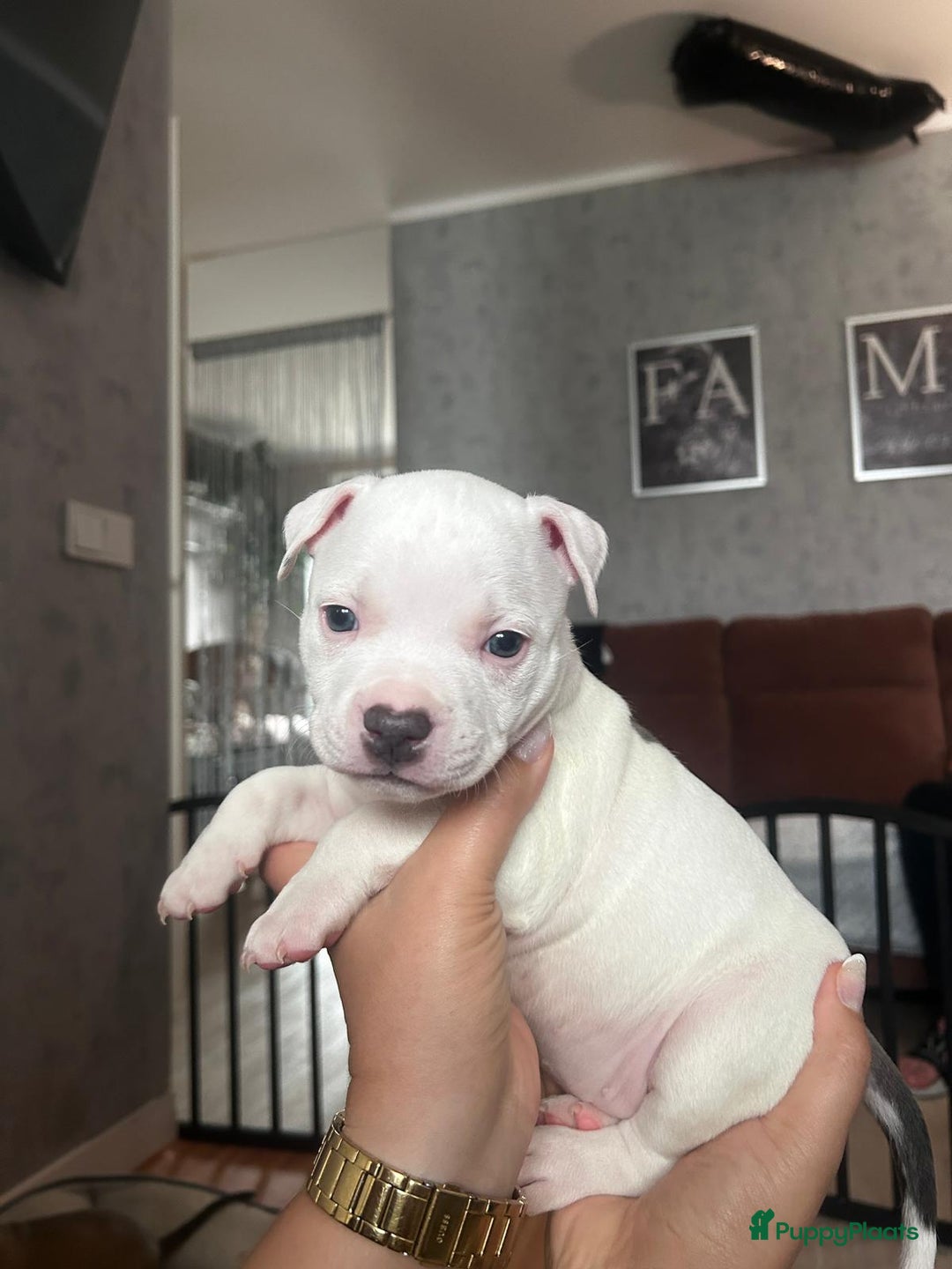 American Staffordshire Terriër honden te koop: American Staffordshire Terriers Pupps  - Advertentie 23