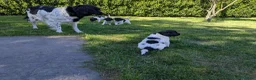 Friese Stabij honden te koop: Onze Donna heeft 6 pups - Advertentie 7
